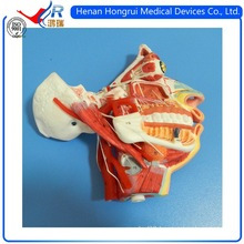 ISO Advanced Facial Model With Blood Vessel and Nerves